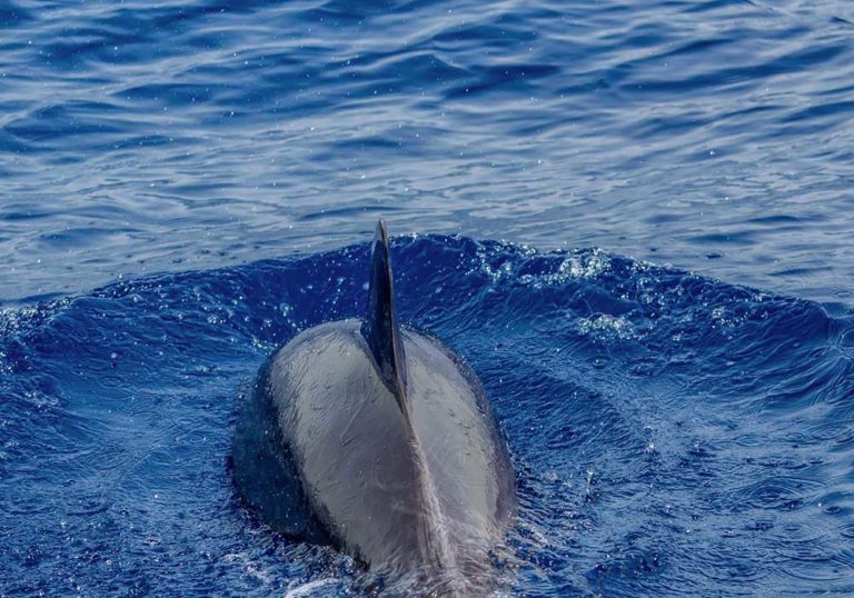 Les Batailles De Rap épiques De Biologie : Requin Versus Dauphin ...